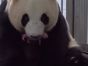 Dubbel babygeluk: panda bevalt van tweeling panda tweeling