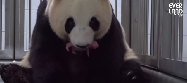 Panda bevalt van tweeling panda tweeling